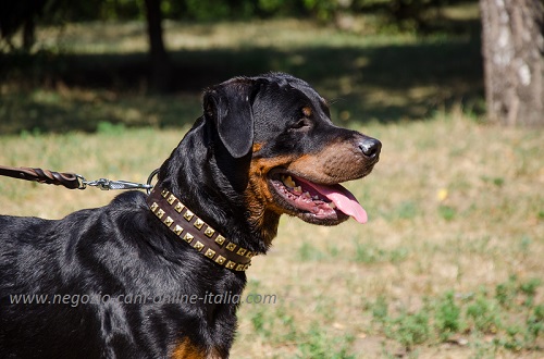 Rottweiler con bellissimo e comodo
collare decorato indosso