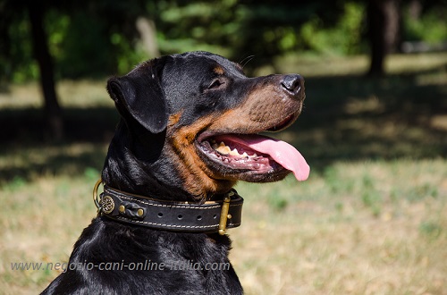 Splendido collare con decorazioni indossato da
Rottweiler