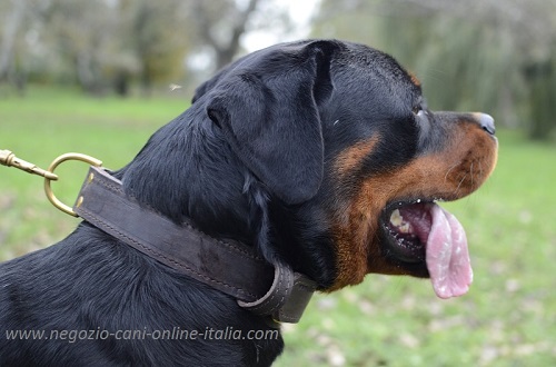 Robusto collare per cani forti come Rottweiler