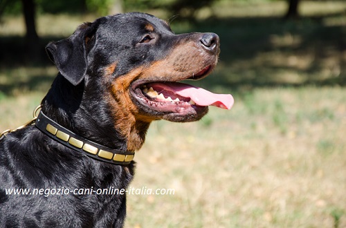 Esclusivo collare in cuoio con piastrine rettangolari
indossato da Rottweiler