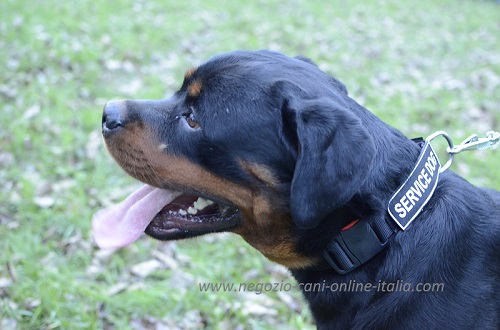 Cane di razza Rottweiler con il collare regolabile in
nylon
