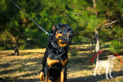 Collare largo con decorazioni indossato
da Rottweiler