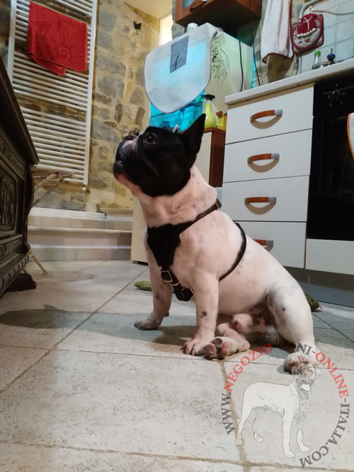 Comoda pettorina indossata da Bulldog Francese