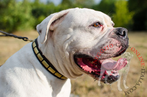 Comodo collare con decorazioni
indossato da Bulldog Americano