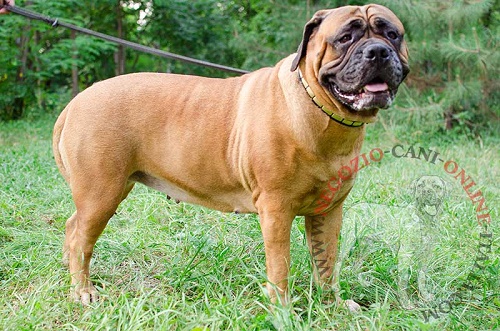 Bullmastiff con bellissimo collare decorato indosso