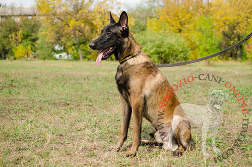 Elegante collare per passeggiate con Malinois