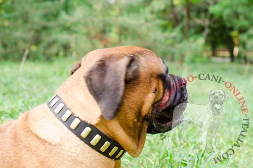 Bullmastiff con collare con strisce verticali