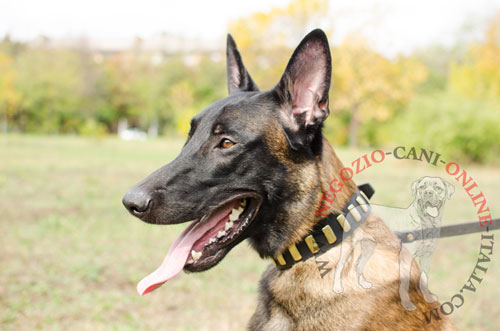 Malinois con bellissimo collare in pelle naturale