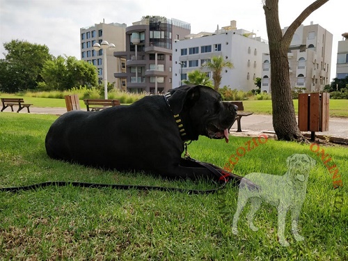 Cane con collare in cuoio
decorato indosso