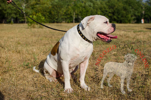 Bulldog Americano con
collare con decorazioni