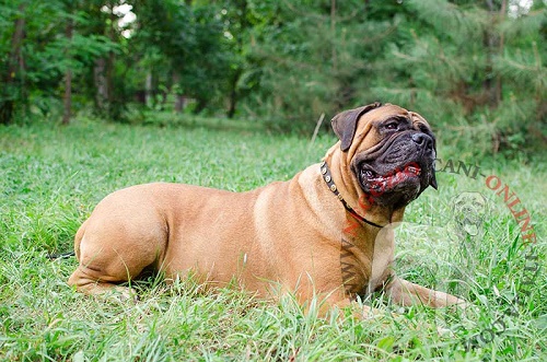 Bullmastiff con 
collare decorato di placche rotonde indosso