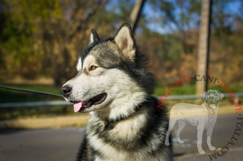 Alaskan Malamute con grazioso
collare indosso