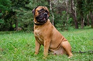 Collare in pelle "Eye-catching Sure-Fit" per Bullmastiff