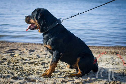 Rottweiler con fantastico collare
con borchie a punta indosso