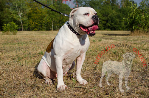 Collare indossato da Bulldog Americano e agganciato al guinzaglio