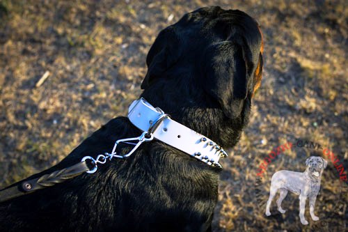 Collare bianco in pelle White Rose per Rottweiler