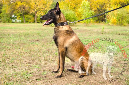 Bellissimo collare con borchie a
punta per Malinois