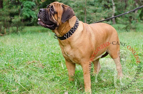 Bullmastiff con splendido collare
con tre file di borchie a punta indosso