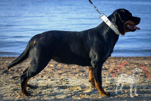 Collare bianco con borchie a punta per Rottweiler