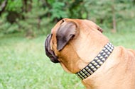 Collare in pelle decorato "Premium Finery" per Bullmastiff