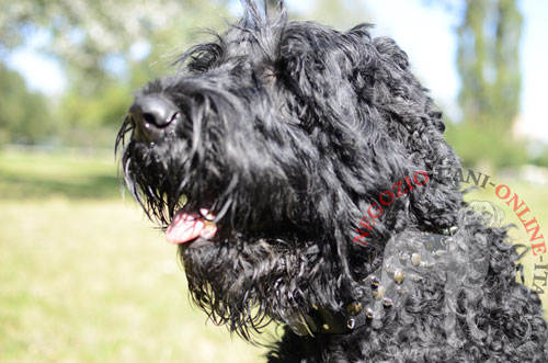 Terrier Nero Russo con elegante collare in pelle indosso