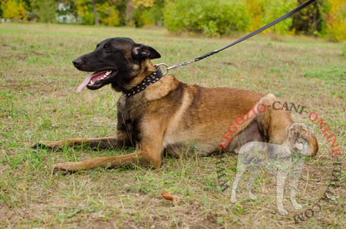 Malinois con elegante collare in pelle indosso