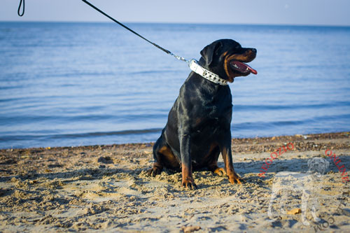 Collare bianco con tre file di decorazioni per Rottweiler