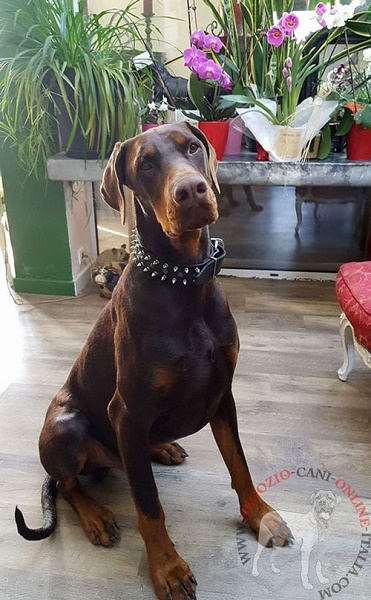 Dobermann con splendido collare con borchie a punta e semisfere