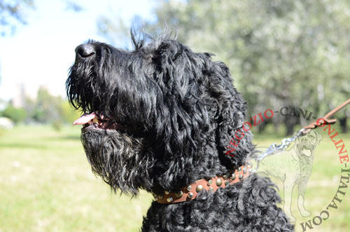 Bellissimo collare per Terrier Nero Russo