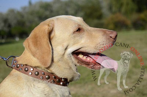 Bellissimo collare per Labrador Retriever