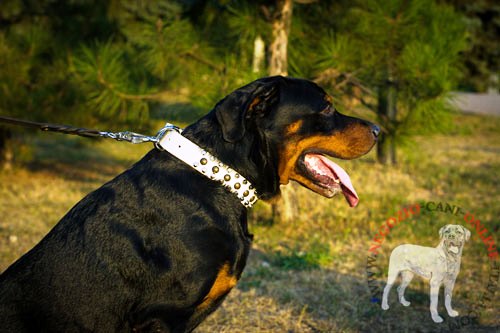 Collare bianco in vera pelle con decorazioni per Rottweiler