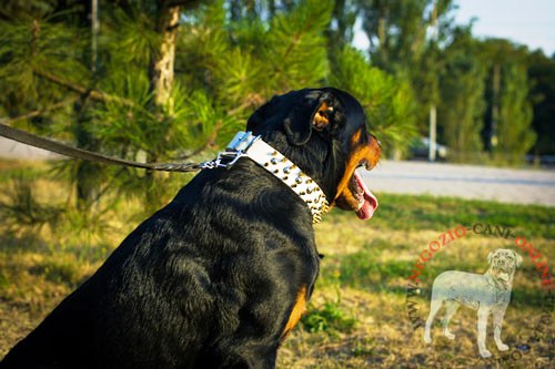 Collare bianco con decorazioni metalliche per Rottweiler