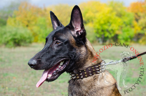 Malinois con bellissimo collare in pelle naturale