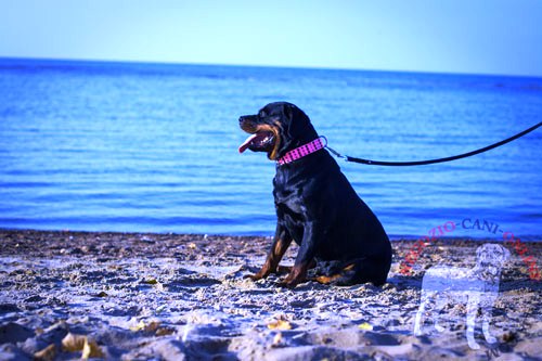 Collare rosa in pelle con decorazioni per Rottweiler