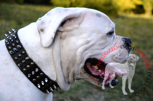 Il collare in cuoio decorato indossato da Bulldog Americano