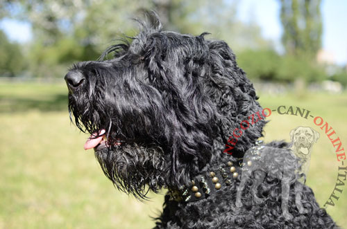 Il collare in cuoio decorato indossato da Terrier Nero Russo