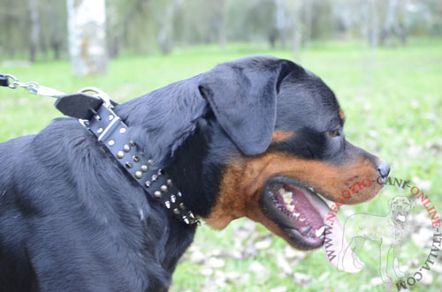 Collare in vero cuoio decorato indossato da Rottweiler