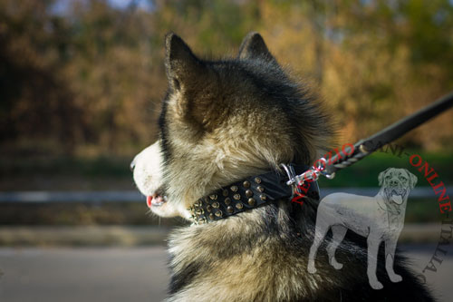 Il collare in cuoio decorato indossato da Alaskan Malamute