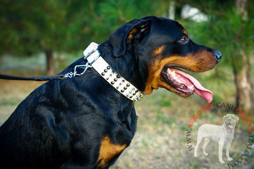 Collare bianco in pelle con decorazioni miste per Rottweiler