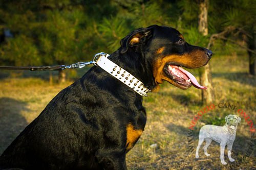 Collare bianco con borchie a punta e semisfere per Rottweiler