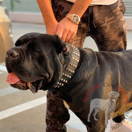 Cane di razza Boerboel con collare decorato