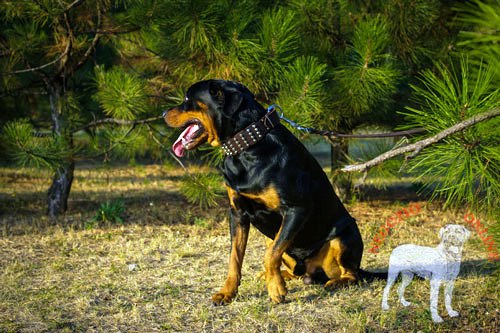 Resistente collare in pelle per
Rottweiler