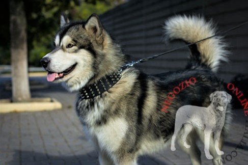 Alaskan Malamute con collare in cuoio largo decorato indosso