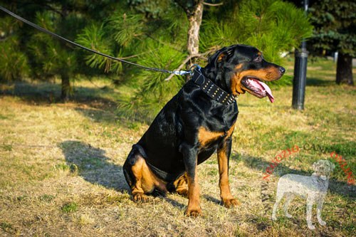 Rottweiler con comodo e pratico collare indosso