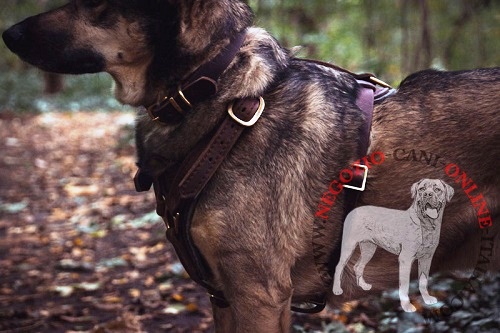 Pettorina in pelle naturale per
cane