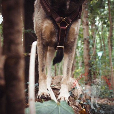 Pettorina in pelle marrone per
cane