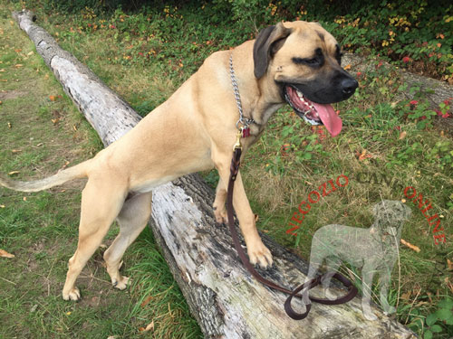 Resistente guinzaglio per
con Serbian Mastiff