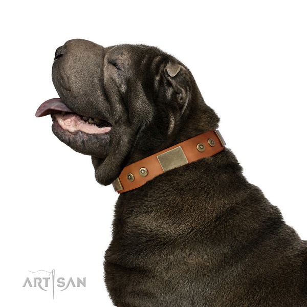 Shar Pei con elegante collare decorato