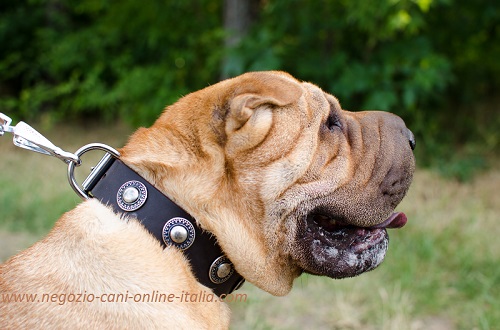 Collare in cuoio con borchie rotonde indossato da
Sharpei