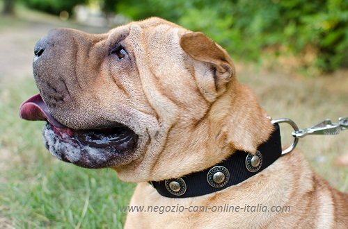 Sharpei con elegante e pratico collare con
decorazioni